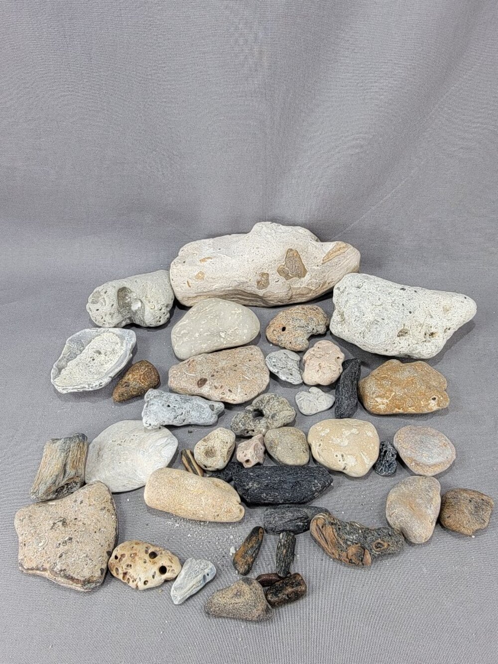 Natural Florida Beach Stone Rock Mixed Lot Fossil Shell Rocks Decor Crafts
